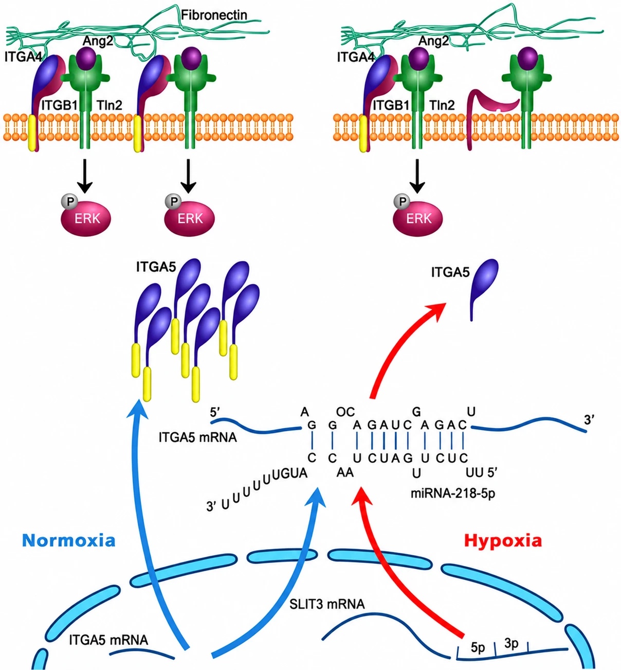 Diagram of ITGA5 regulation by miR-218-5p in endothelial progenitor cells under normoxia and hypoxia